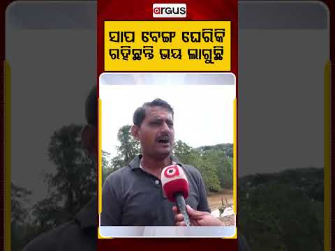 ସାପ ବେଙ୍ଗ ଘେରିକି ରହିଛନ୍ତି ଭୟ ଲାଗୁଛି | Odisha Flood | Jajpur News | Jajpur Flood | Argus News