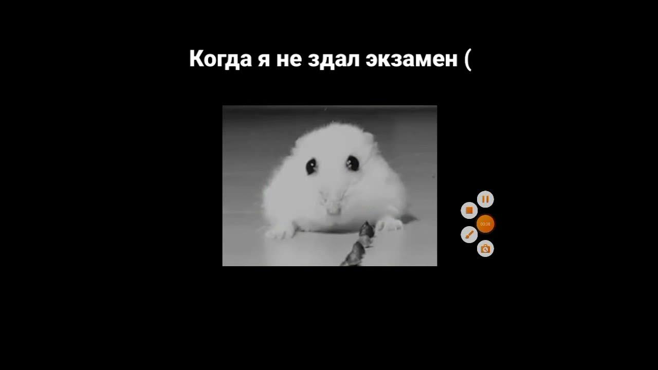 грустный хомяк песня