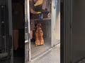 UPS man is spoiling dogs on his route!