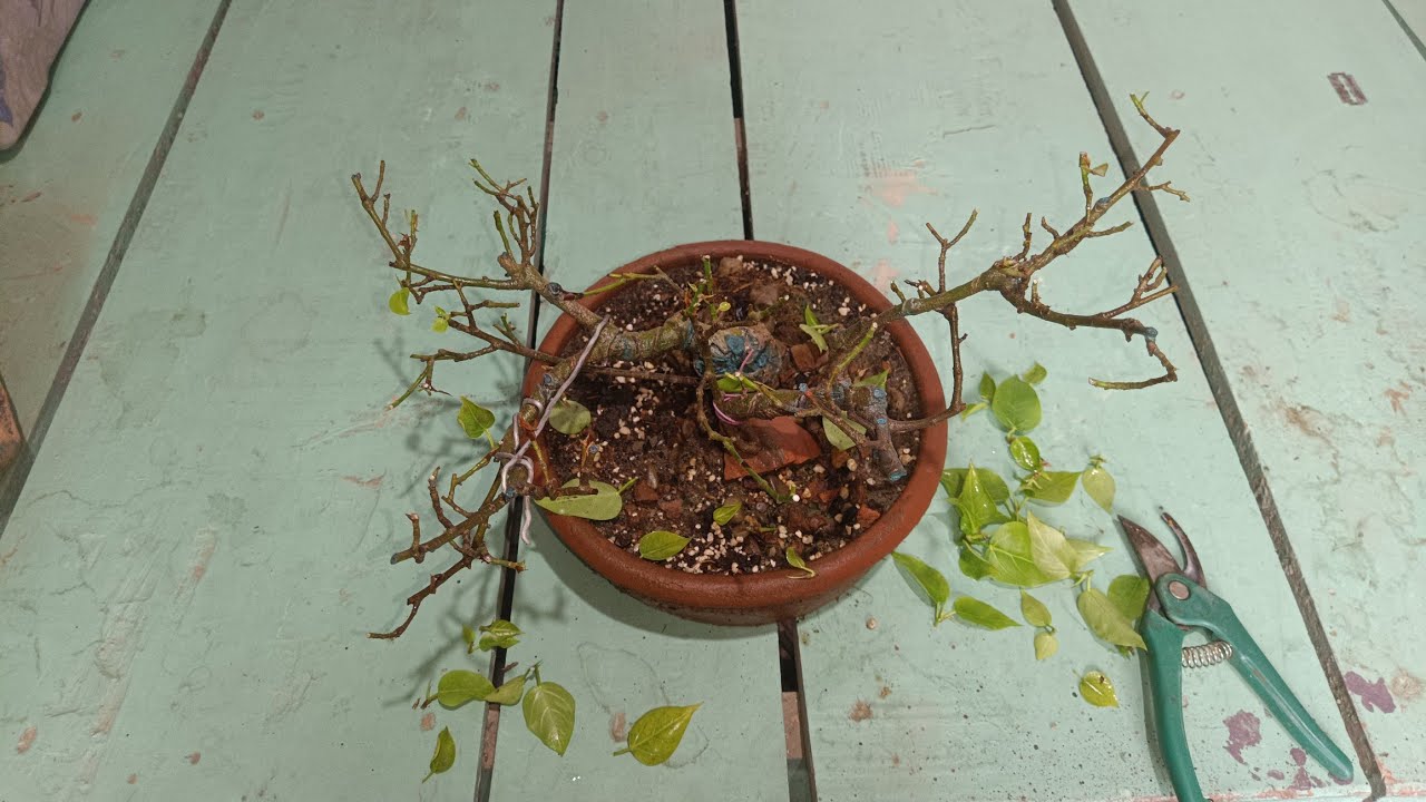 Ficus Rumphii Bonsai |  Different shape  by pruning | pruning for more branch