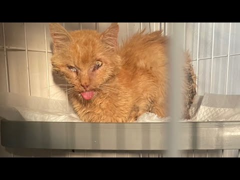 猫田さん - YouTube