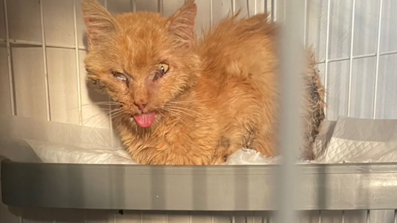 I rescued a stray cat in bad shape. An incident occurred on the