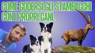 Come godersi gli stambecchi con i propri cani. by Empathy Dog 838 views 9 months ago 1 minute, 31 seconds