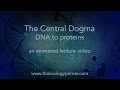 The Central Dogma: DNA to proteins (an animated lecture video)