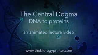 The Central Dogma: DNA to proteins (an animated lecture video)
