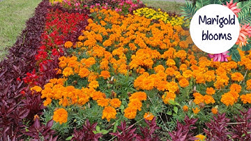 Marigold blooms|Tells & tales
