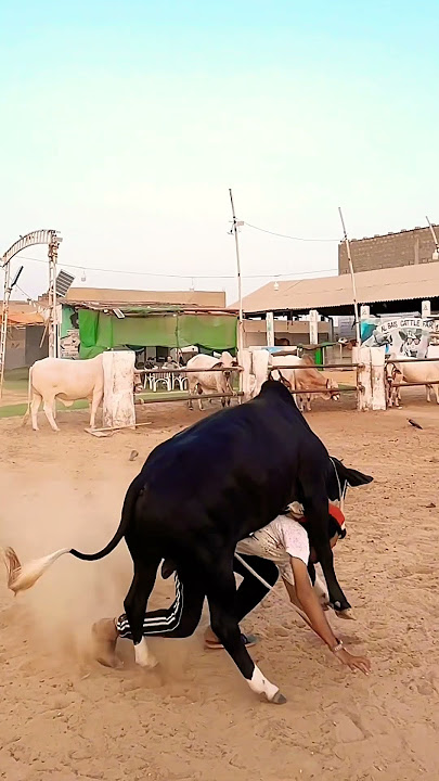 DANGEROUS Cow attack on boy