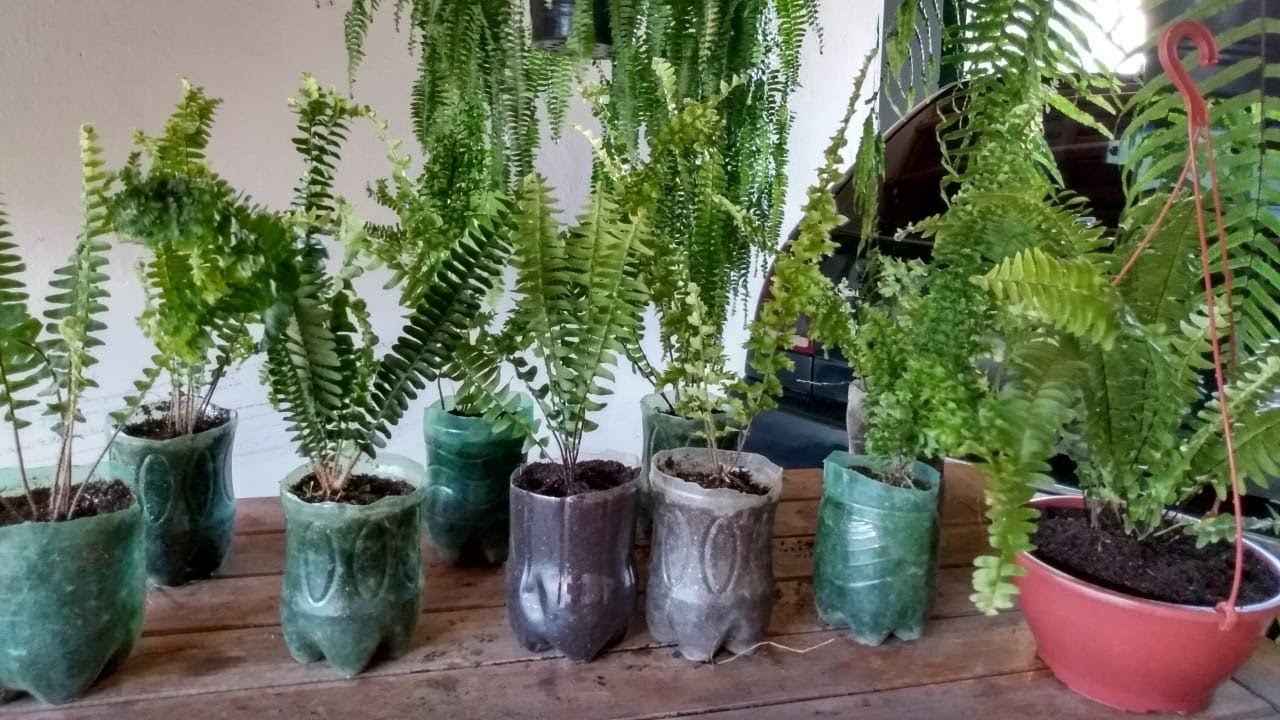 Cultivando muitas samambaias em pouco tempo nas garrafas PET!!!