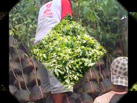 jual bibit kelengkeng di makassar hub 0812 160 5732 jual bibit kelengkeng di makassar hub 0812 160 5732