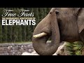 True facts elephants