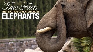 True Facts: Elephants