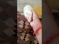 you are beautiful ❤️#pet#white