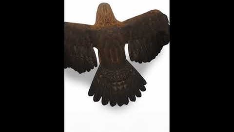 Eagle 🦅 Google View in 3D with Argumented Reality AR available - Bird