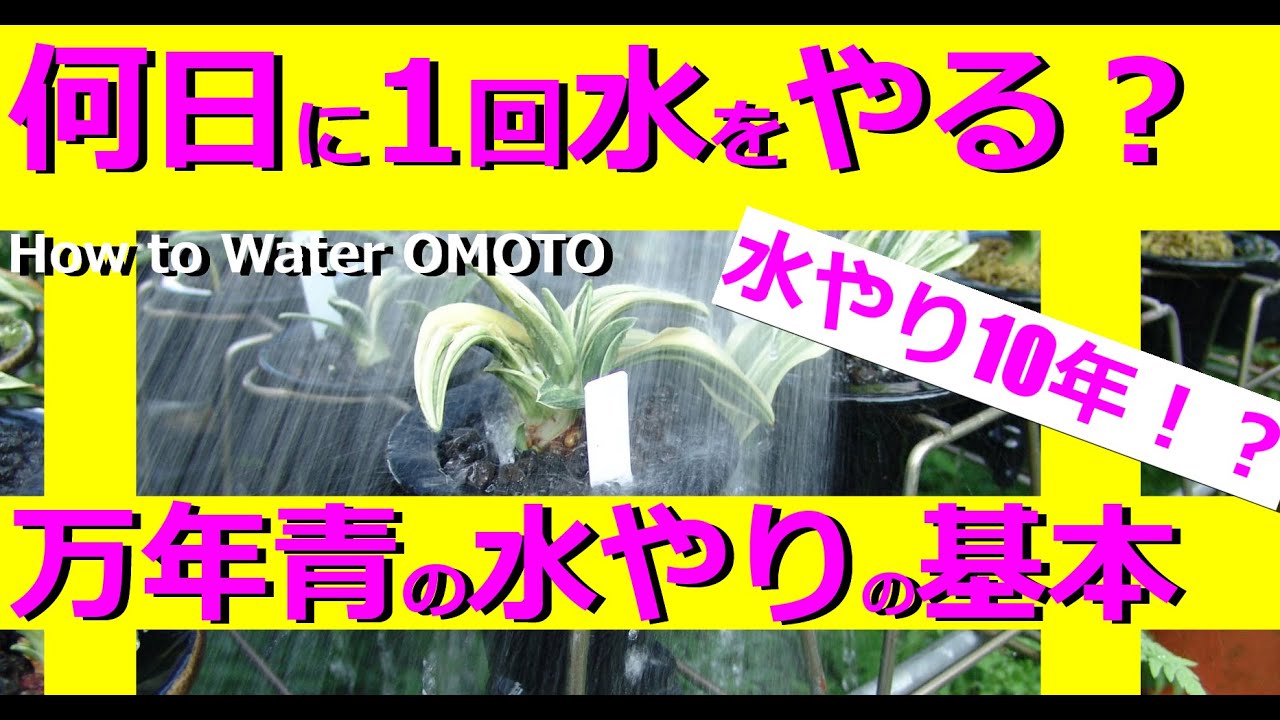 万年青の育て方 何日に１回水をやる 水やり10年 乾きをみる 根の酸欠 空気を入れ替える 生長期と休眠期 万年青の豊明園 How To Water Omoto Rohdea Japonica萬年青 Youtube