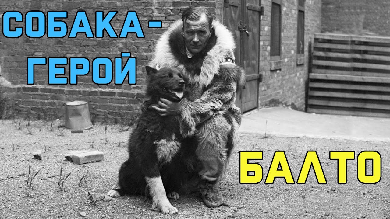 Собака-герой Балто (Болто). 1925 год.