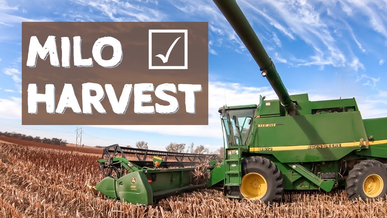 MILO HARVEST in Kansas! (Grain YouTube