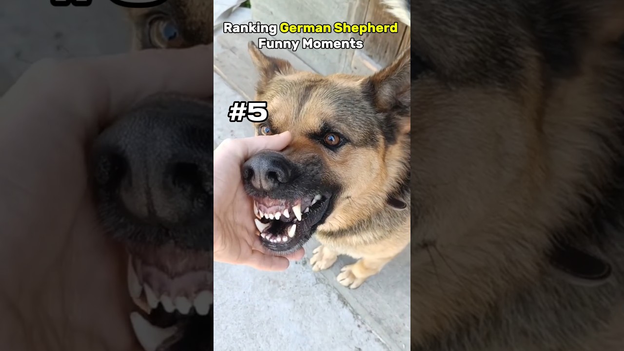 Top 5 Funniest German Shepherd Moments That Will Melt Your Heart #compilation #germanshepherd #pets