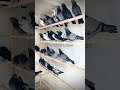 ماده هایی از نژاد اصیل      أمهات الحمام الإيراني الأصيل