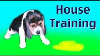 how to potty train a rescue dog