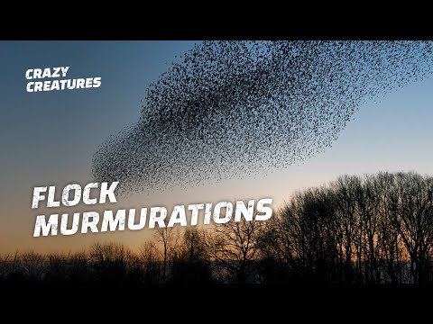 Video: Wanneer stoppen spreeuwen met murmureren?
