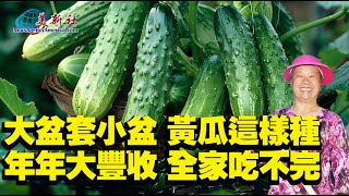 大盆套小盆黃瓜這樣種年年大豐收全家吃不完