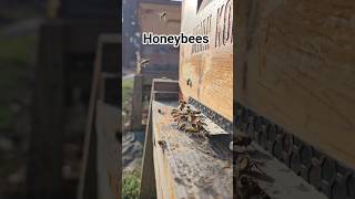 How many will watch my Honeybees? #shorts #shortsfeed