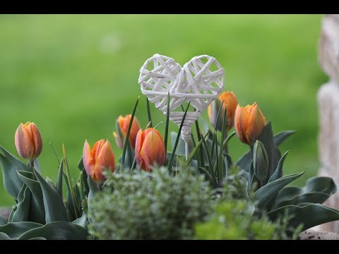 Video: Lukovice Ranunculusa: Uzgajanje cvijeća Ranunculusa u vrtu