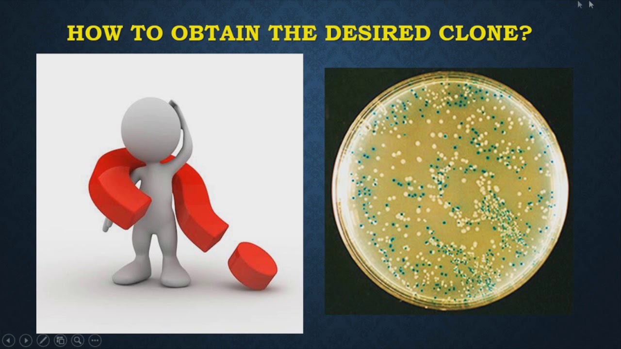 Gene Cloning YouTube