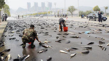 ¿Es posible que llueva pescado?