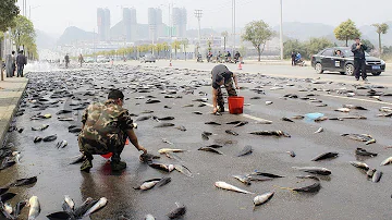 ¿Qué les pasa a los peces cuando llueve?