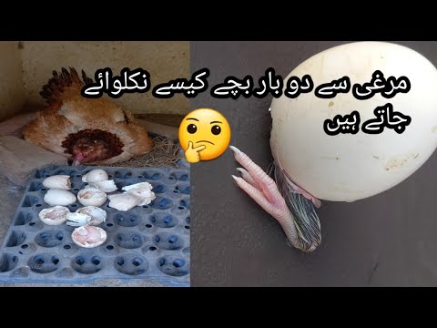 مرغی سے دو بار بچے کیسے نکلوائے جاتے ہیں