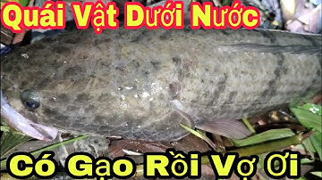 Cắm Câu Cá Lóc Mùa Mưa bão Cá Dính Sách Không Nổi Luôn Underwater Monster||Út Lãng Tử 2