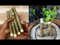 How To Propagate Lemon Cutting In Sand