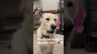 What’s one food? 🐶💬❤️ #dogs #dogshorts #dogsofyoutube #cutedogs #funnydogs #food #fyp