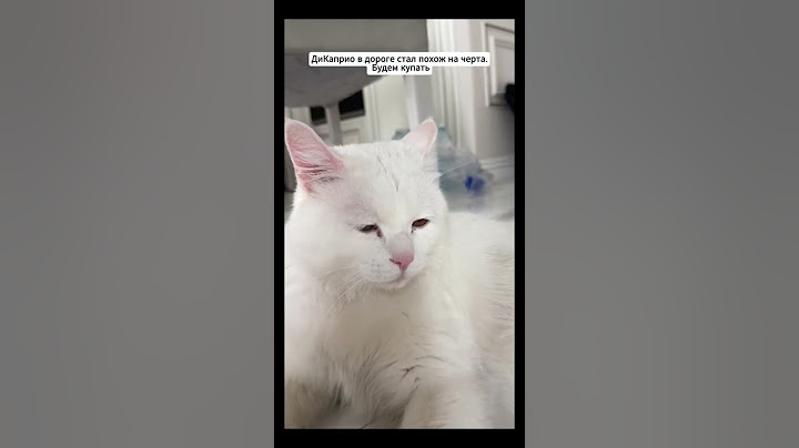 🐱 Коксика в студию 🤣| Зубарев #кот #shorts