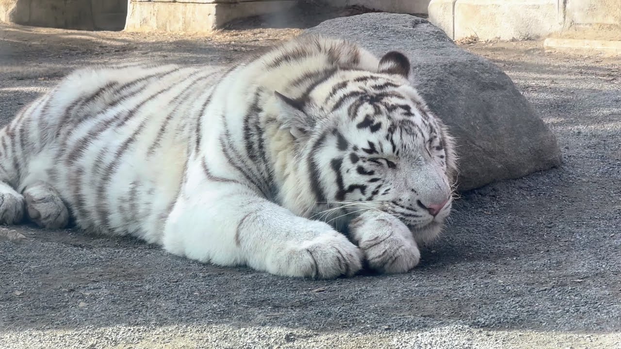寝ようとしたハクくんだけど、お兄ちゃんが‼️ 1月15日　東武動物公園　ホワイトタイガー
