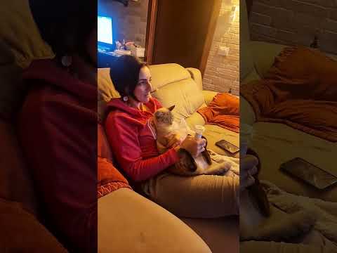 Video Come fare l'aerosol al gatto? #veterinaria #veterinario #gatto