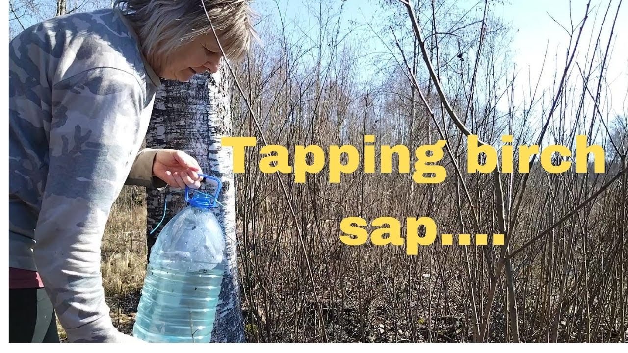 Harvesting birch sap for hot summer...bērzu sulas,kas var būt labāks...