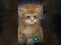 Mco Dallas - Maine Coon Türk #mainecoontürkiye #mcocattery #mainecoonturk #kitten #catsmainecoon