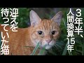 3年半、待っていた野良猫 The stray tabby was waiting for me over 3 years.