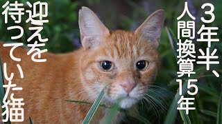 野良猫 舞洲で「横切った猫」たち 不安を打ち明ける暇はありませんで