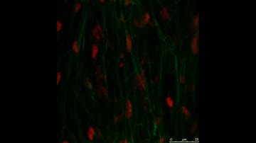confocal imaging of a small mesenteric arteriole