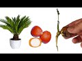 How to propagate cycas by growing seeds  grow cycas easily at home