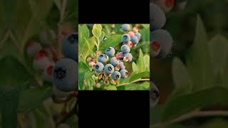 เมล็ดพันธุ์ 30เมล็ด Blueberry Seeds เมล็ดบอนสี บอนสีหายาก พันธุ์ดอกไม้ ต้นไม้ฟอกอากาศ ไม้ประดับ เมล็ดพันธุ์ 30เมล็ด Blueberry Seeds เมล็ดบอนสี บอนสีหายาก พันธุ์ดอกไม้ ต้นไม้ฟอกอากาศ ไม้ประดับ