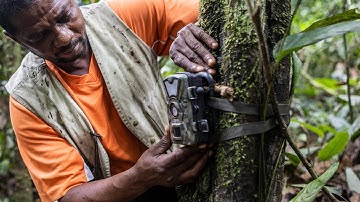 Camera Trap Distance Sampling (CTDS) - how to process video data #SWMProgramme