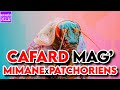 Cafard mag  mimane x patchoriens