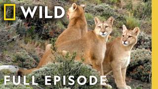 Boone Smith Battles a Puma (Full Episode) | Man vs. Puma | Nat Geo Animals