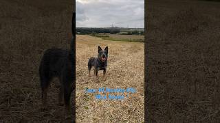 Luna The Australian Cattle Dog 10 Months Old Blue Heeler #shorts