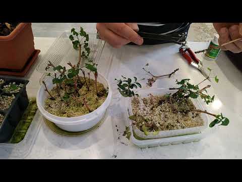 Video: Ginkgo sticklingförökning – rota sticklingar från ett ginkgoträd
