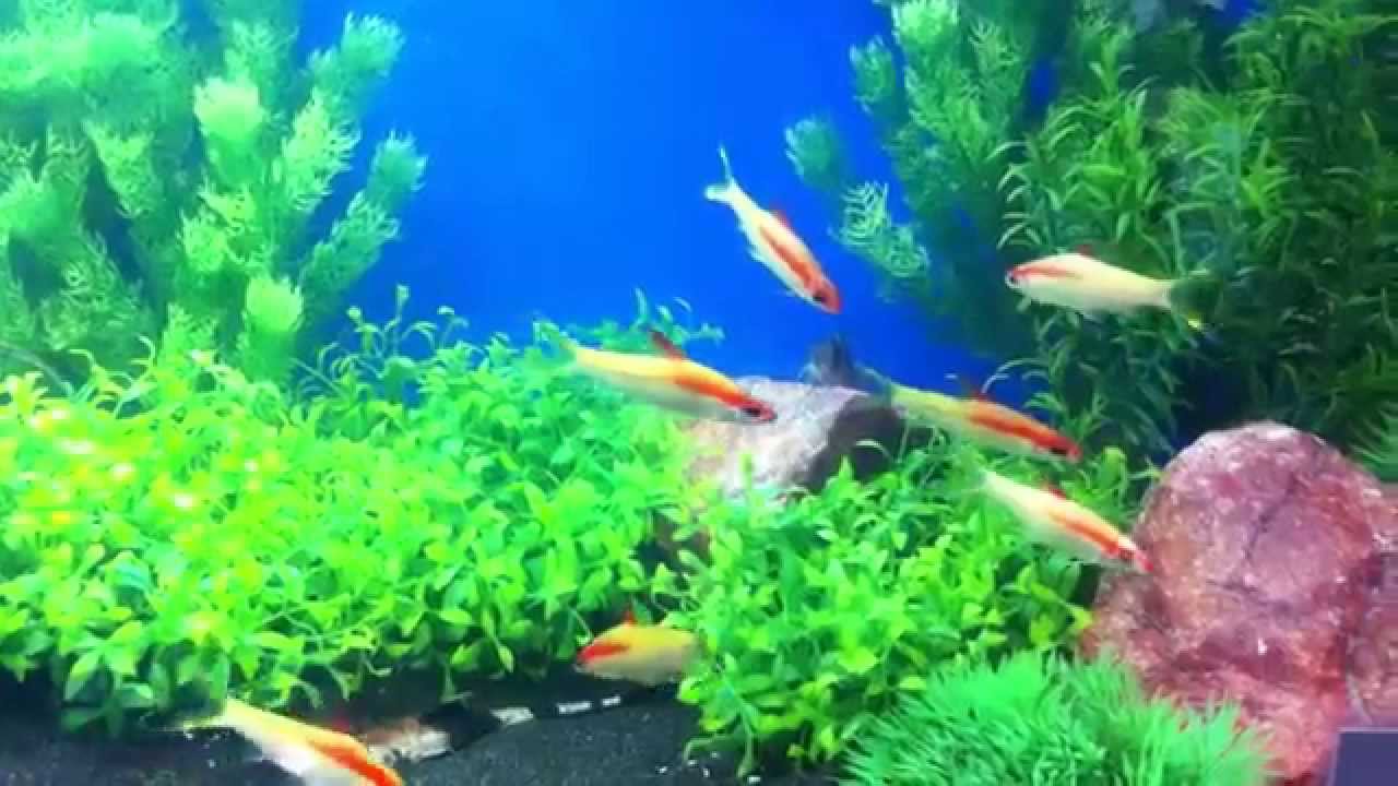 Gold Denisonii Barb Puntius Denisonii On Maidenhead Aquatics Stand Aquatics Live 12 Youtube